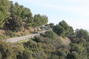 Fototapeta na wymiar Coastal road among provencal pine forest