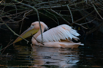pelikan © Dariusz Grochal 