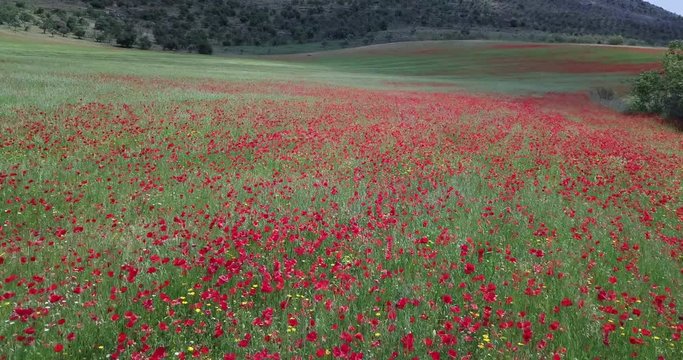 Campo de amapolas rojas con vistas a las monta&ntilde;as y la naturaleza - Drone 4K