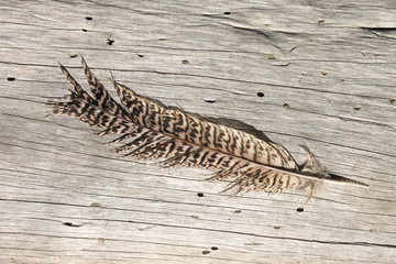 bird feather on a smooth tree trunk
