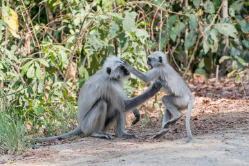 Gray Langoor Fighting with aggression Monkey fighting 