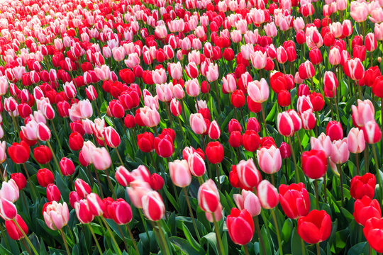 86 Best Tulipe Rouge Images Stock Photos Vectors Adobe Stock