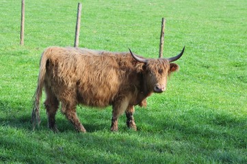 Red Highland Cattle grazing - Schottische Hochlandrind, Kyloe