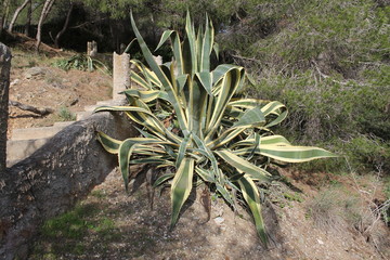Large wild plant on coastal path
