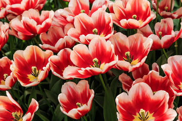 Obraz premium tulipe rouge à bord blanc