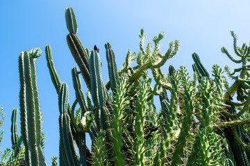  cacti against the blue sky