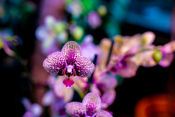 Purple motley orchid.