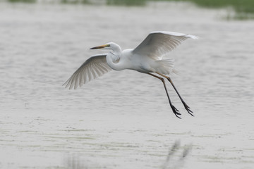 great blue heron in flight