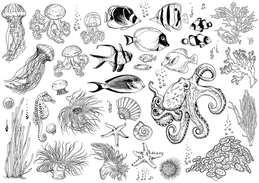 Set of underwater creatures, corals and tropical fishes.