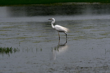 great blue heron in flight