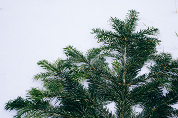 Plants in the snow in winter