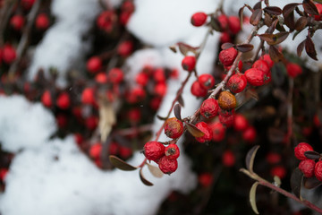 Plants in the snow in winter