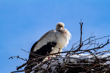 Storks building their nests in the last snow in April