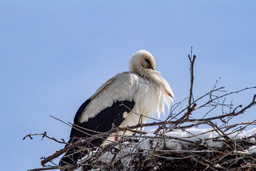 Stork at nest building after a new onset of winter with snow