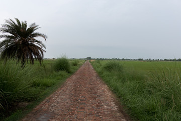 path between fields 