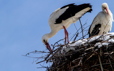 Stork at nest building after a new onset of winter with snow