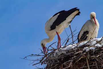 Stork at nest building after a new onset of winter with snow