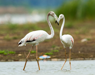 Greater Flamingo Phoenicopterus roseus is the most widespread and largest species of the flamingo family.