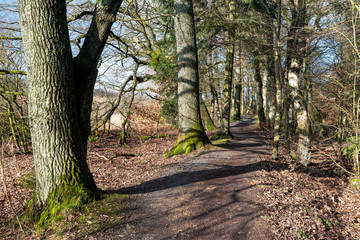 Verschlungene Pfade des Westerwaldsteigs am Dreifelder Weiher