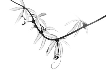 Black And White Passiflora Branch With Leaves