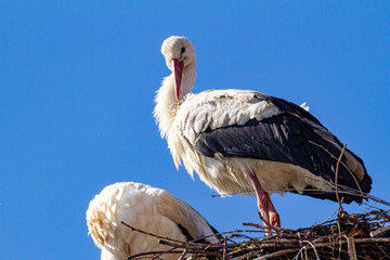 Storks building their nests in the last snow in April
