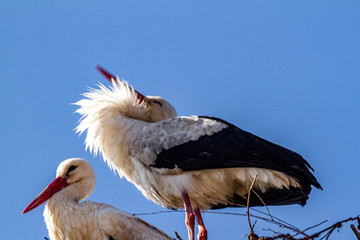  Stork in spring