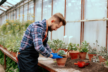 In a industrial flower greenhouse man gardener working concentrated he planted a decorative flower into a pot he wearing a blue gloves