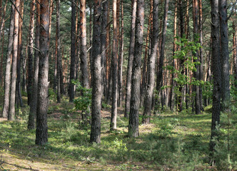  spring forest season