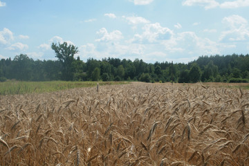 rye cereal in summer