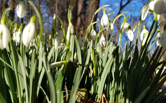 Snowdrops blooming in spring
