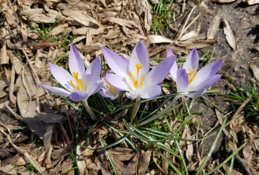 Purple Crocus flowers blooming in spring