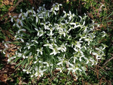 Snowdrops blooming in spring