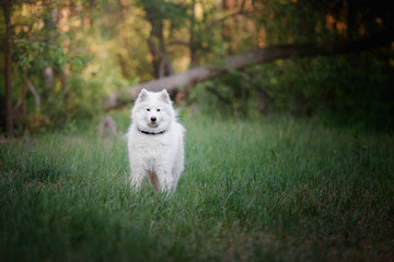 Samoyed dog in the forest. White fluffy dog. Nature