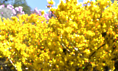 Bokeh blur with yellow Forsythia in bloom