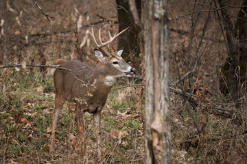 Whitetail Buck