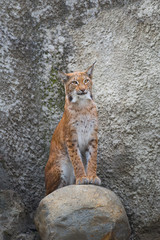 Lynx sits on a stone near the wall.