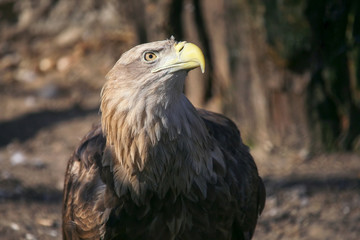 adult eagle looks away with interest. Birds and wildlife.