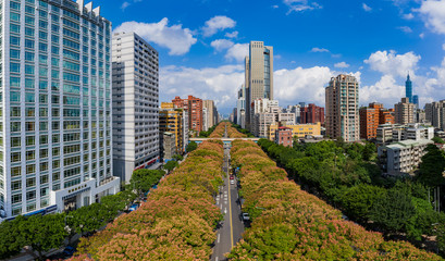 Obraz premium Afternoon aerial view of the Taiwanese rain tree blossom and cityscape