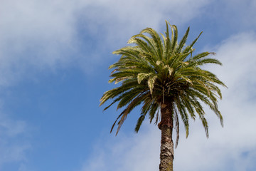 Phoenix palm against blue sky