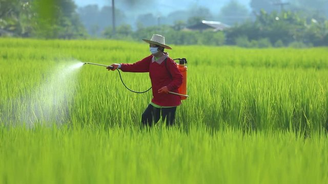 Farmers are spraying chemicals on the farm.Agriculture uses chemicals on the farm.Agricultural chemicals,Farmers use herbicides in rice fields.