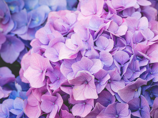 Blooming lilac and light blue hydrangea flowers. Close up photo of beautiful flowers in garden.