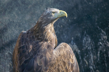 adult eagle looks away with interest. Birds and wildlife.