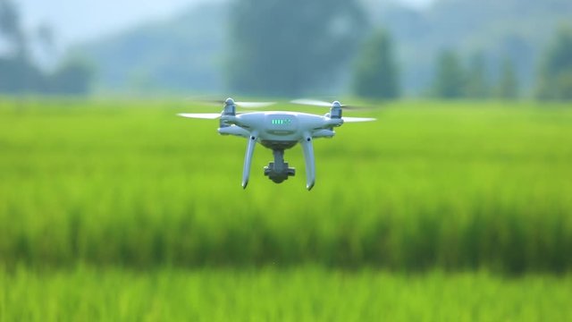 Drones flying in rice fields, agricultural drones, technology for modern agriculture