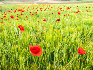 campo de amapolas un día primaveral