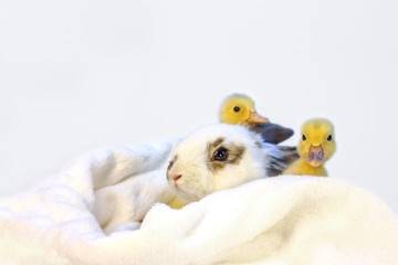 子うさぎと2羽のアヒルの雛