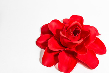 Red rose on a white background. Background. Holidays