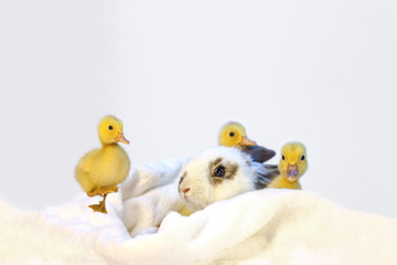 子うさぎと3羽のアヒルの雛