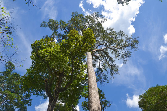 rubber tree or dipterocarpus alatus roxb with blue sky