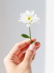 Hand with chrysanthemum flower.  Woman is holding blooming flower on grey shadowed background.