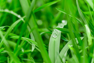 Beauty healthy backgrounds with foliage, green grass and bokeh
